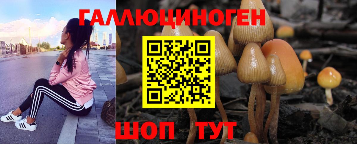 Псилоцибиновые грибы Psilocybine cubensis Ессентуки